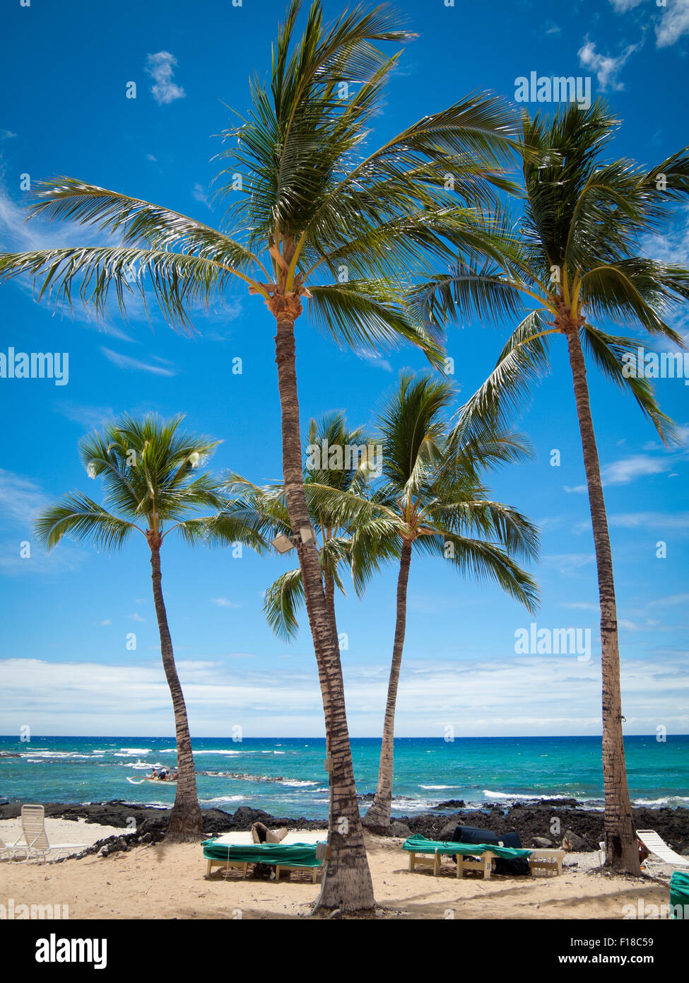 Ein Blick auf Palmen und Pauoa Bay im Fairmont Orchid, ein luxuriöses Hotel an der Kohala Küste von Hawaii (Hawaii)-Insel. Stockfoto