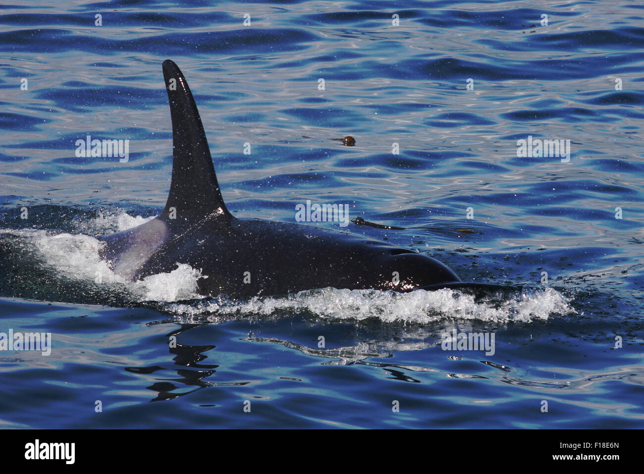 Nördlichen Resident Killerwal A54 auftauchen in der Blackfish Klang. Stockfoto