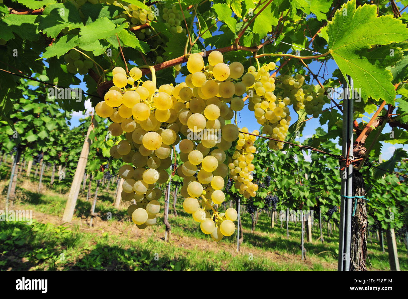 Frische weiße Trauben wachsen in einem Weinberg Stockfotografie Alamy