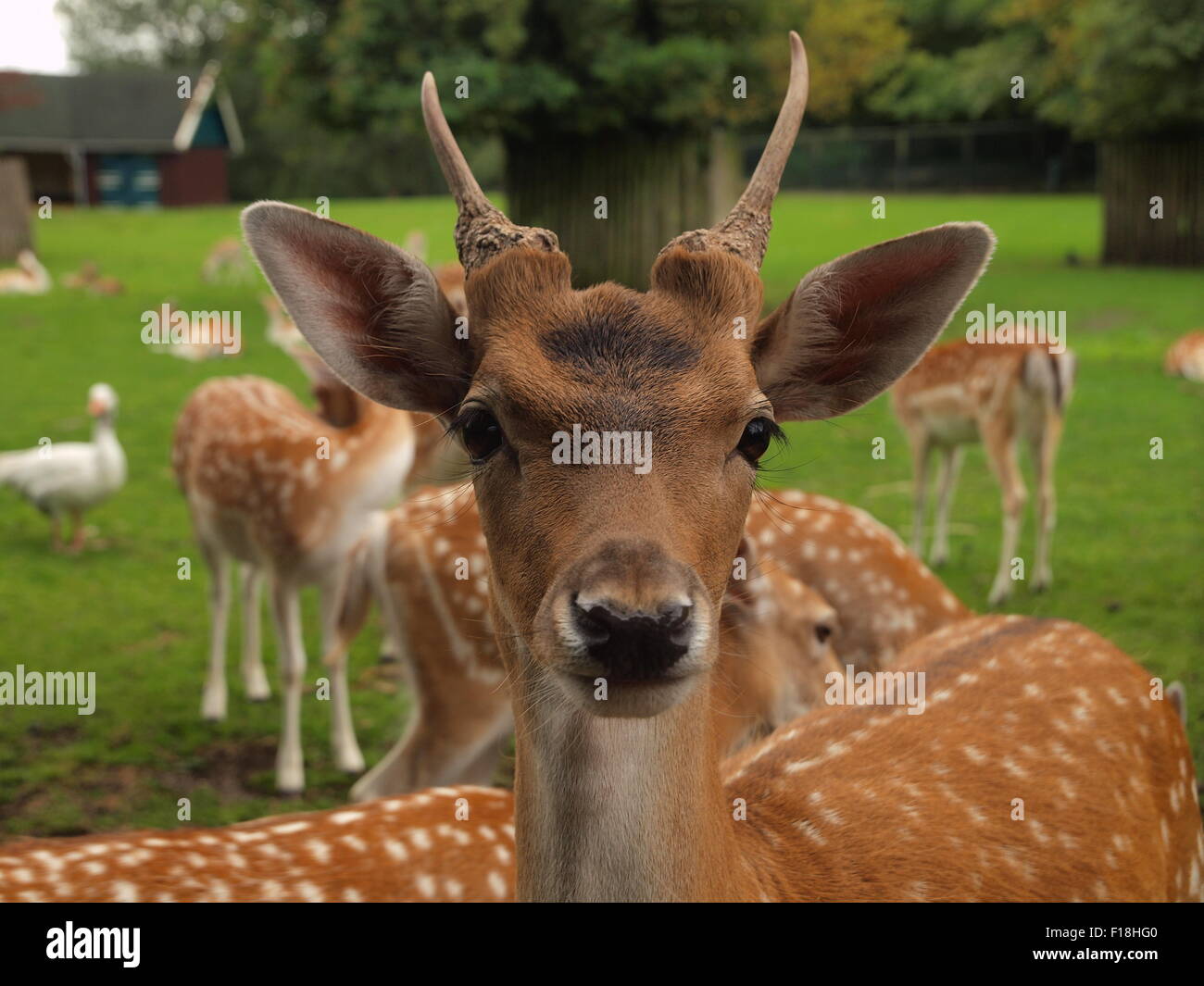 Nahaufnahme eines Hirsches Stockfoto