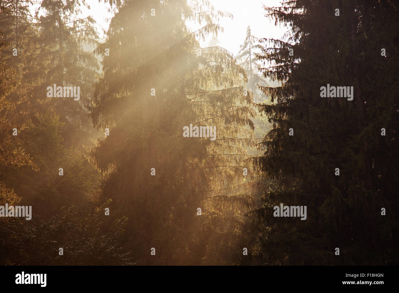 Sonnenaufgang im Wald. Stockfoto