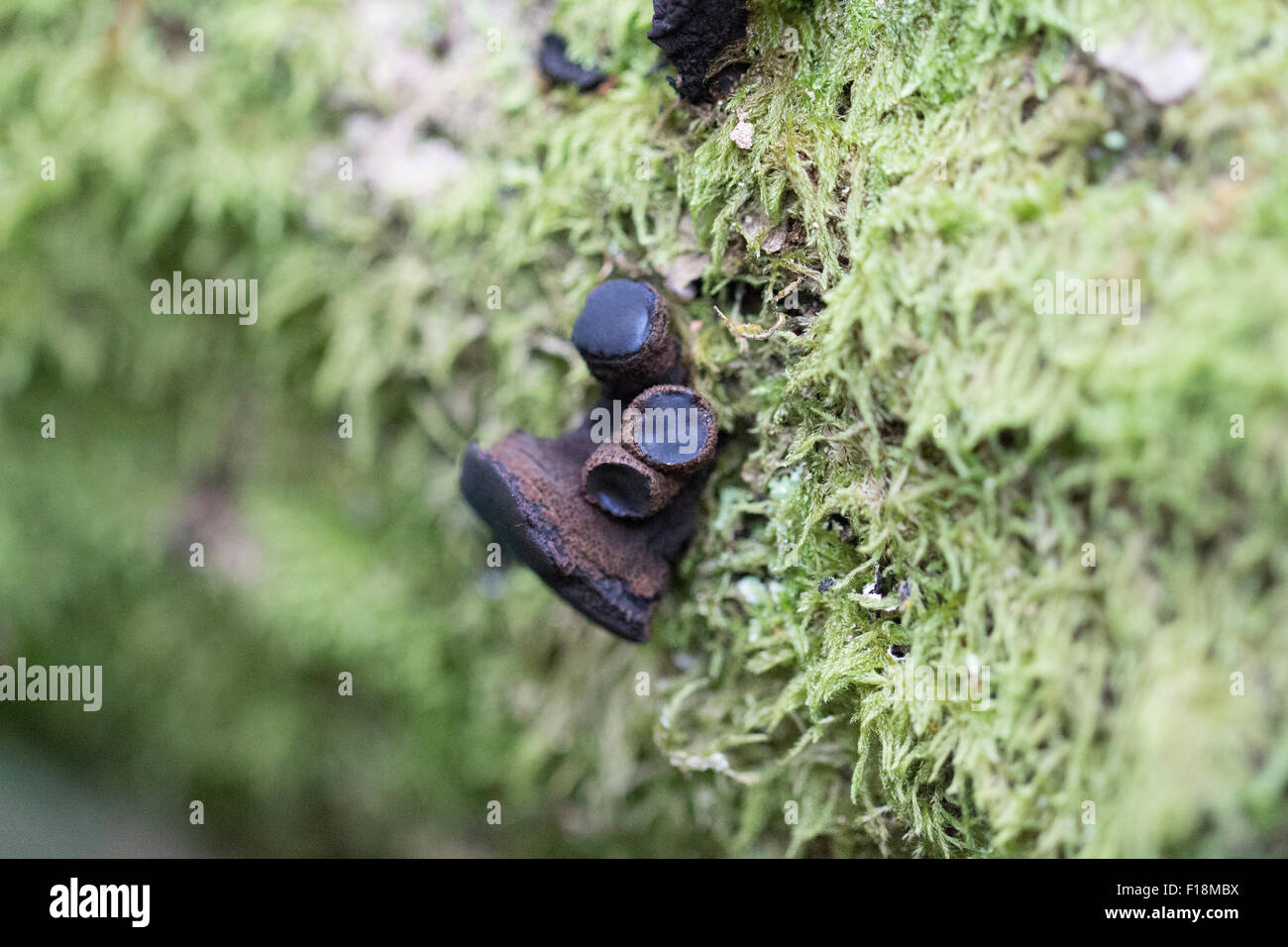 Hexen butter Pilze auf abgestorbenem Holz Stockfoto
