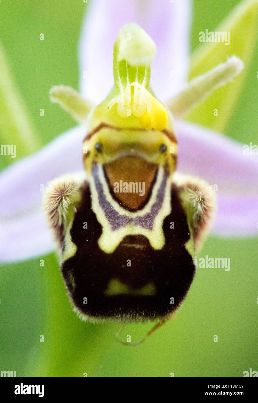 Biene Orchidee hautnah Stockfoto