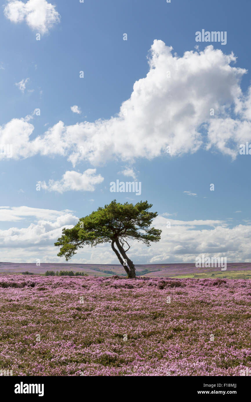 Einsamer Baum auf Egton Moors im August 2015, The North Yorkshire Moors, England. Stockfoto