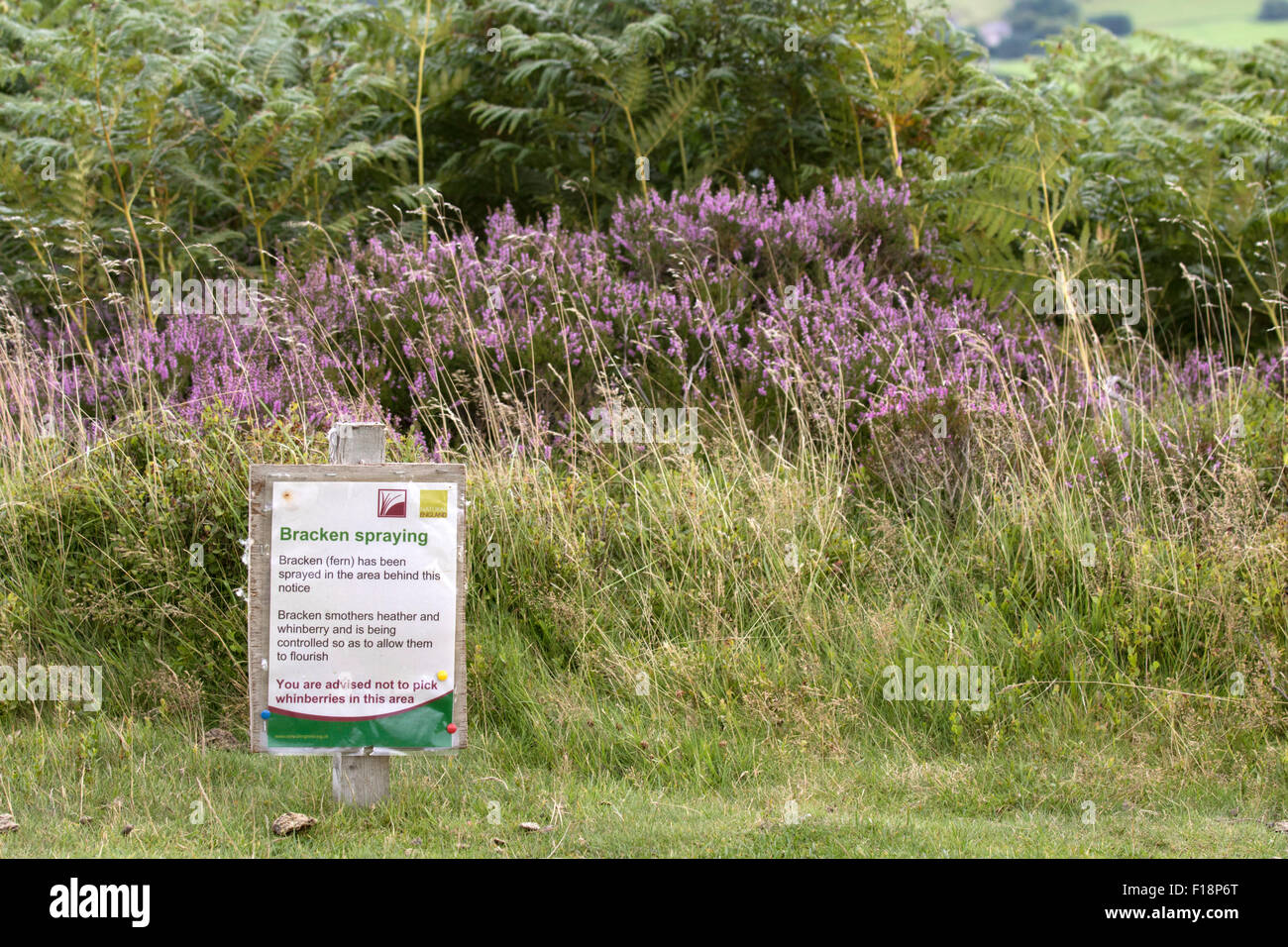 Ein Warnsignal bezüglich Bracken Spritzen auf ein Heidekraut Moorland, England, UK Stockfoto