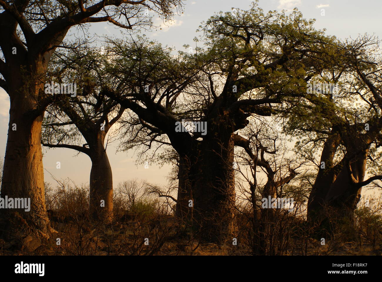 Baobab-Bäume bei Sonnenuntergang, Botswana Stockfoto