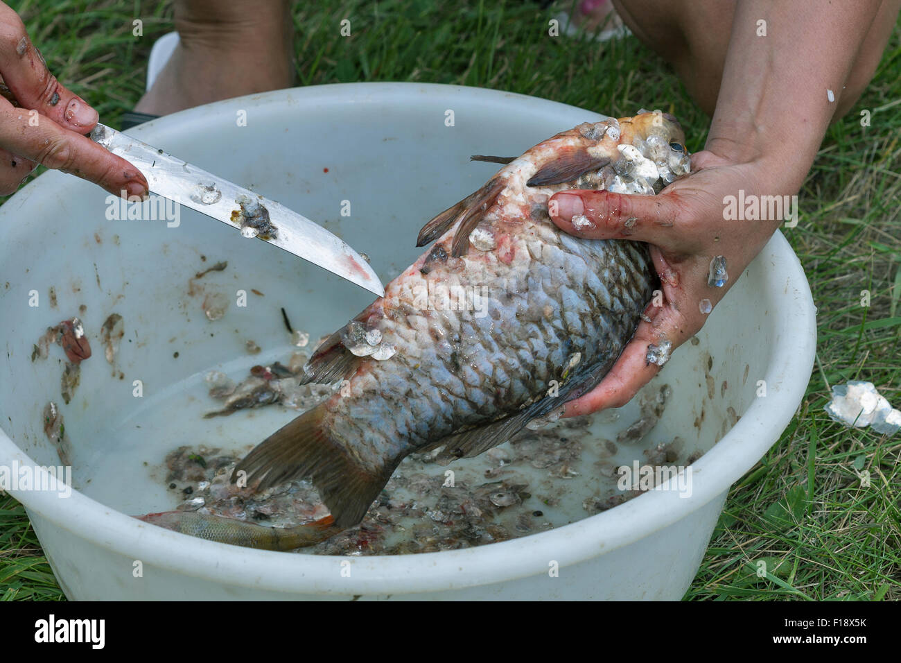 Frau Hände ausnehmen und reinigen Fisch closeup Stockfoto
