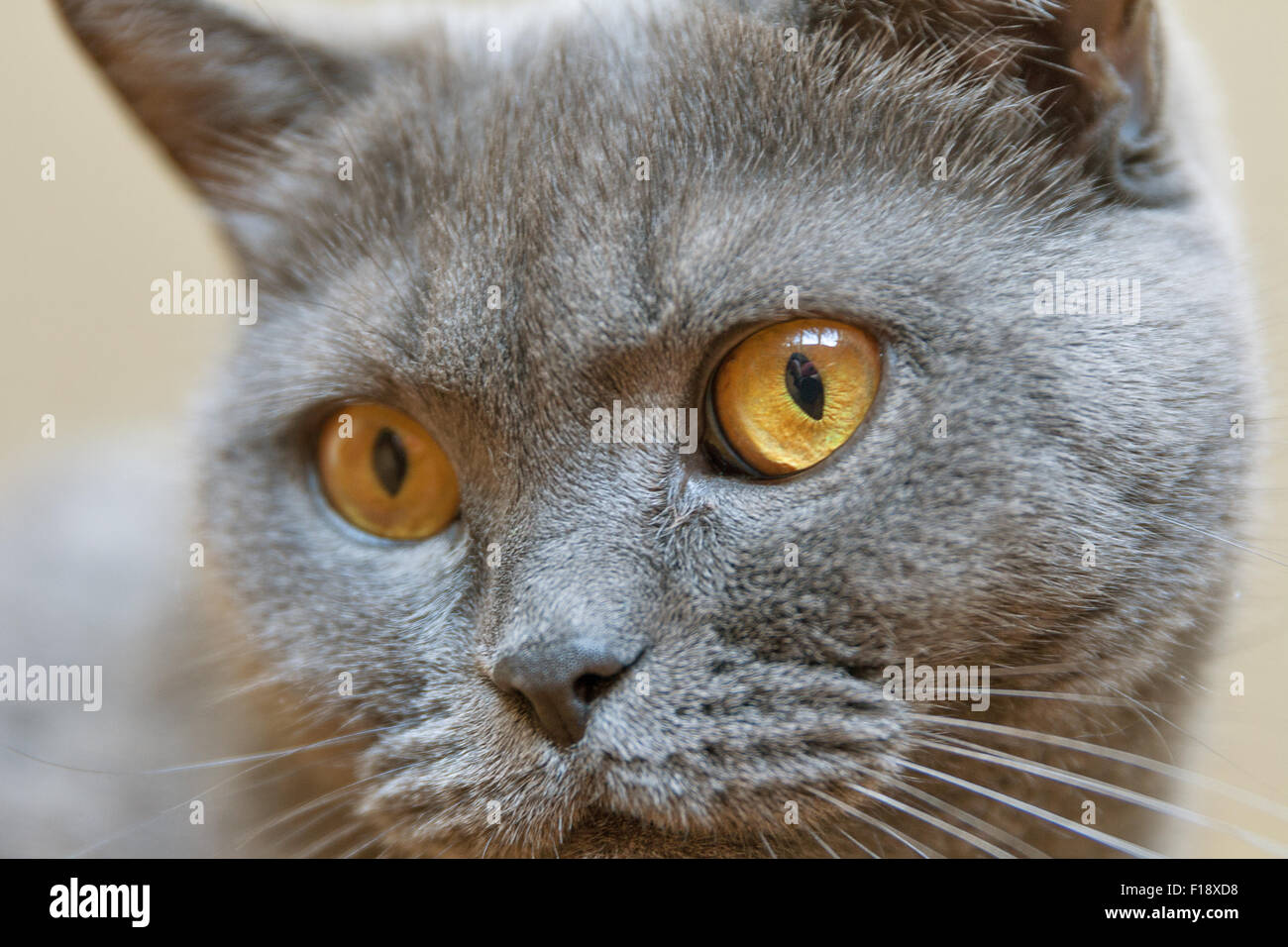 Graue Katze Mit Blauen Augen Rasse Graue blaue augen Stockfotos und -bilder Kaufen - Alamy