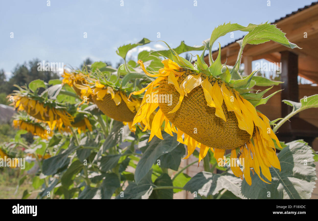 Landschaft mit Sonnenblumen in einer Zeile-Nahaufnahme Stockfoto
