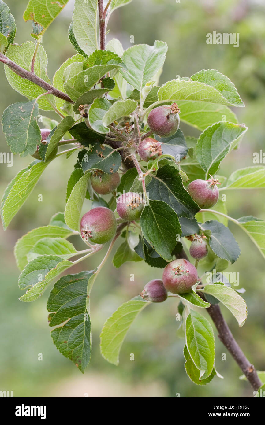 Malus Domestica "Joybells". Früchte auf dem Baum zu entwickeln. Stockfoto