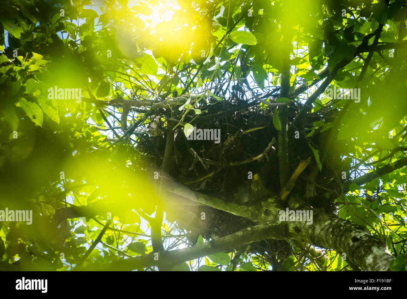Orang-Utan brütet im Kutai-Nationalpark, Ost-Kalimantan, Indonesien. Stockfoto