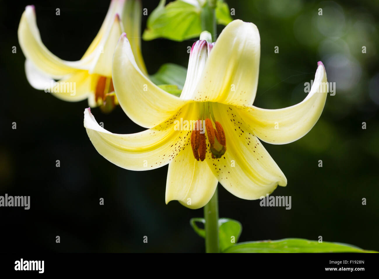 Nahaufnahme der Blüte der Frühsommer blühenden kaukasischen Lilie, Lilium monadelphum Stockfoto