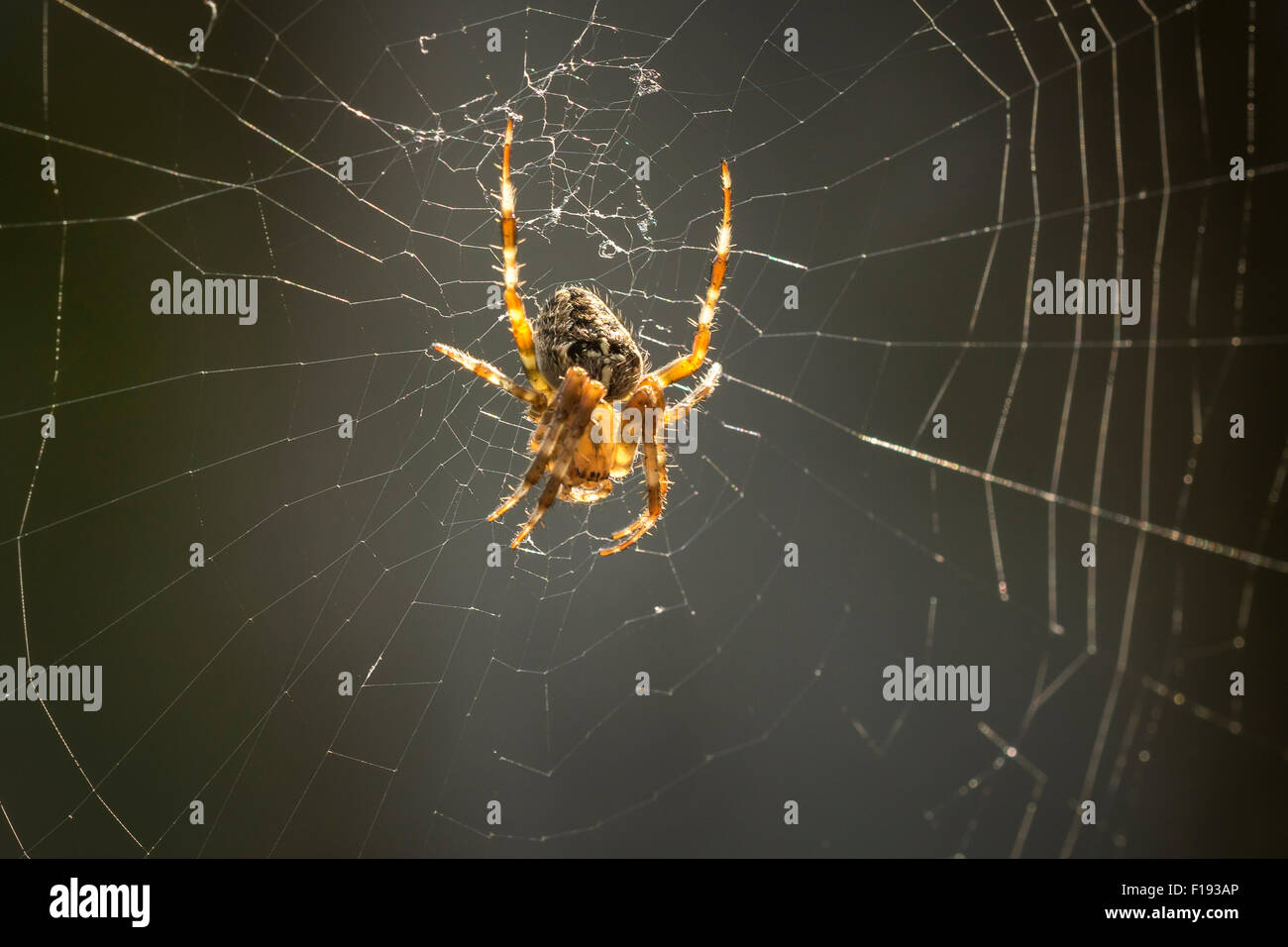 Überqueren Sie Spinne wartet eine Beute in der Mitte ein Spinnennetz Stockfoto