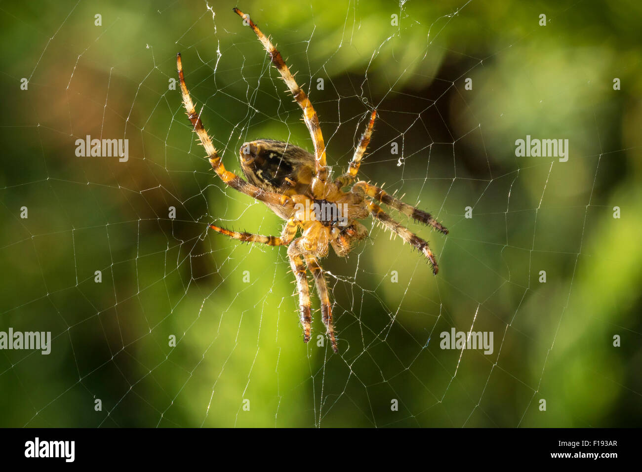 Überqueren Sie Spinne wartet eine Beute in der Mitte ein Spinnennetz Stockfoto