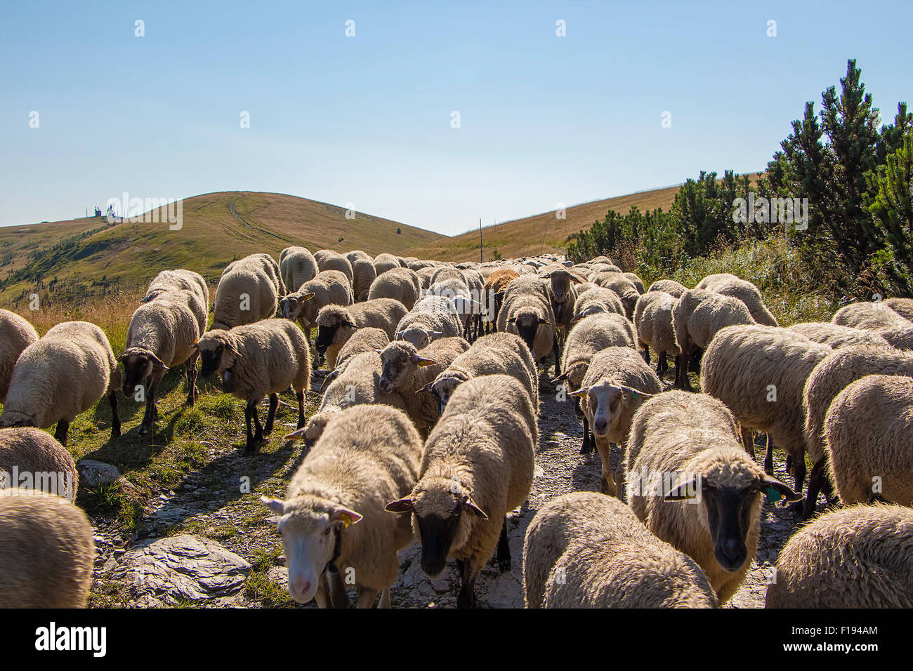 Große Herde von Schafen auf hohen Berg Weideland in der Abendsonne. Stockfoto