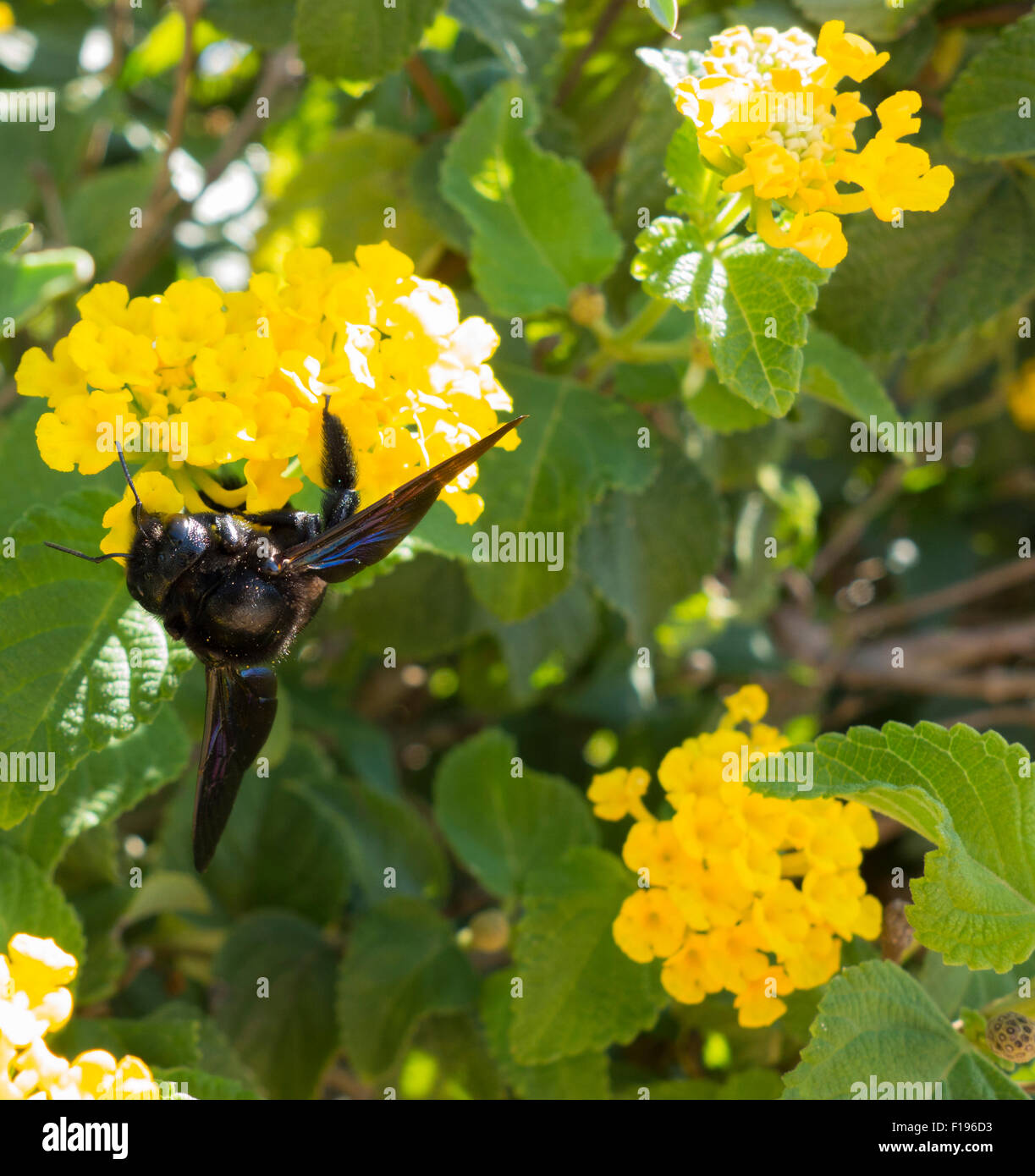 Violette Holzbiene, Xylocopa Violacea, auf einem immergrünen Strauch der große Salbei, Lantana Camara, vom Mittelmeer, Malta. Stockfoto