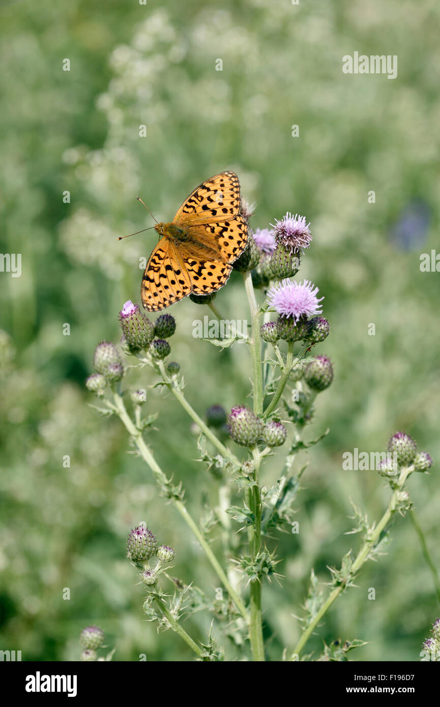 Dunkel grün Fritillary Butterfly (Argynnis Aglaja) UK Stockfoto