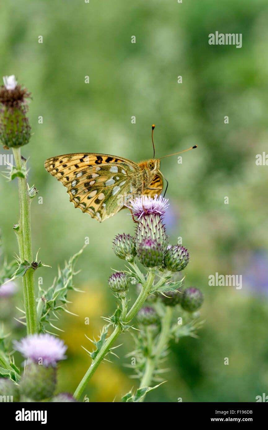 Dunkel grün Fritillary Butterfly (Argynnis Aglaja) UK Stockfoto