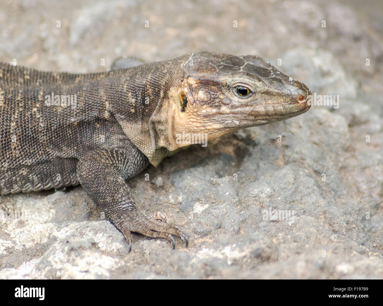 Eidechse, Haustiere, Wild, Gran Canaria, Natur, Fauna, Felsen, Stein, Tierwelt, Tiere, Spanien, Europa, Sehvermögen, Blick Stockfoto