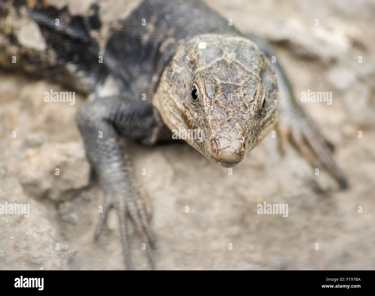 Eidechse, Haustiere, Wild, Gran Canaria, Natur, Fauna, Felsen, Stein, Tierwelt, Tiere, Spanien, Europa, Sehvermögen, Blick Stockfoto
