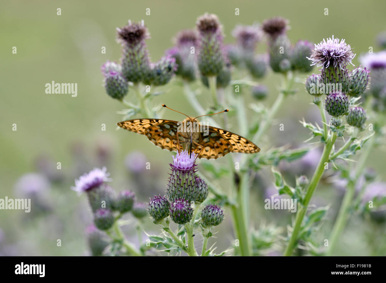 Dunkel grün Fritillary Butterfly (Argynnis Aglaja) UK Stockfoto