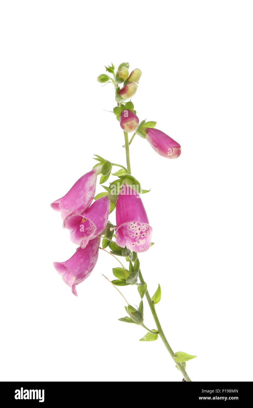 Fingerhut, Digitalis Purpurea (gemeinsame Fingerhut) Blüten, Blätter und Samenköpfe isoliert gegen weiß Stockfoto
