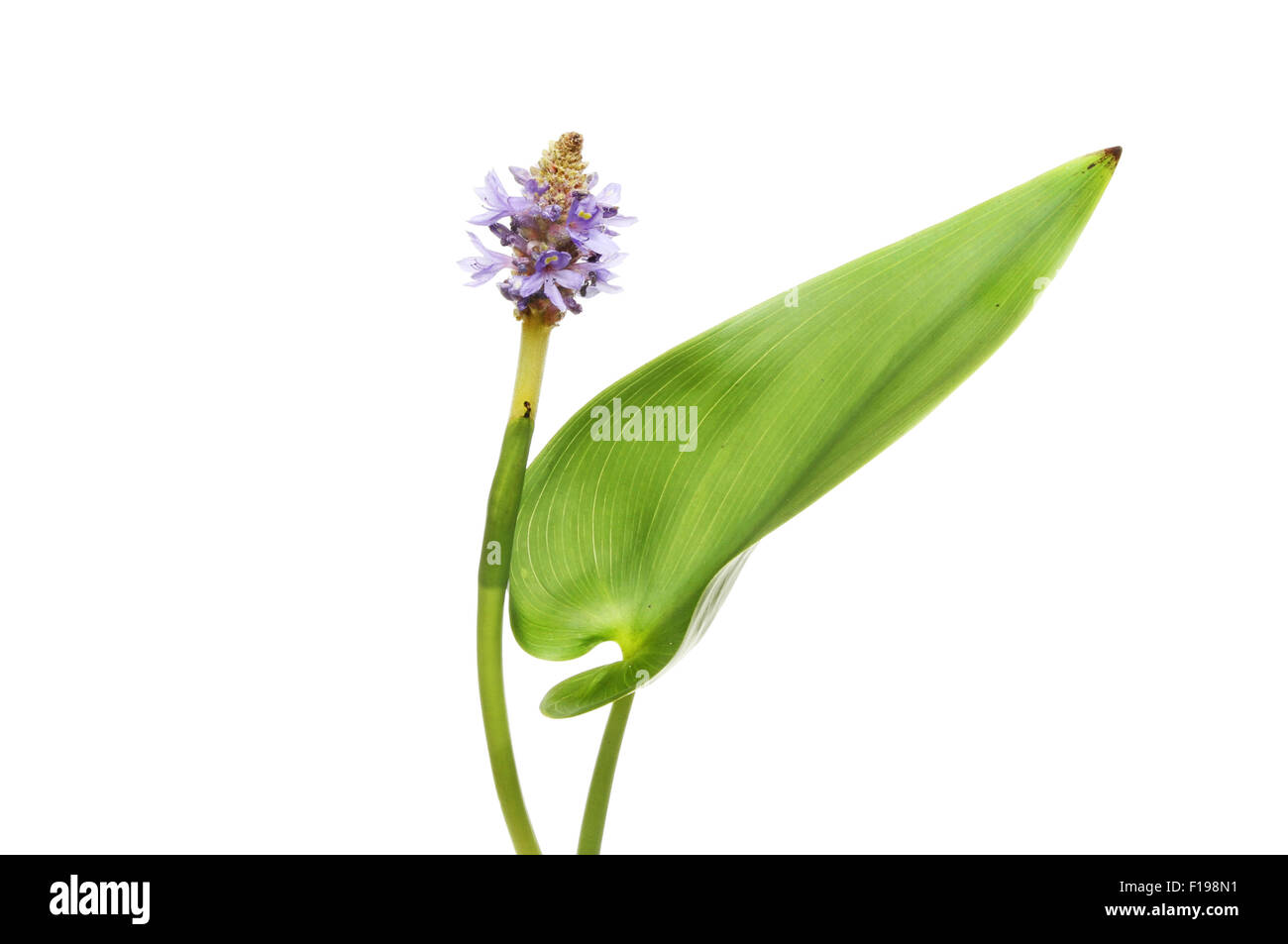 Pontederia Cordata blauen Teich Pflanze isoliert gegen weiß Stockfoto