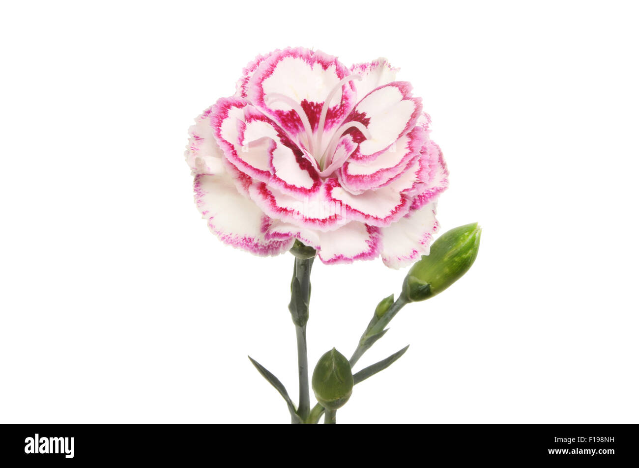 Lila Fransen-Nelke, Dianthus, Blumen und Knospen isoliert gegen weiß Stockfoto