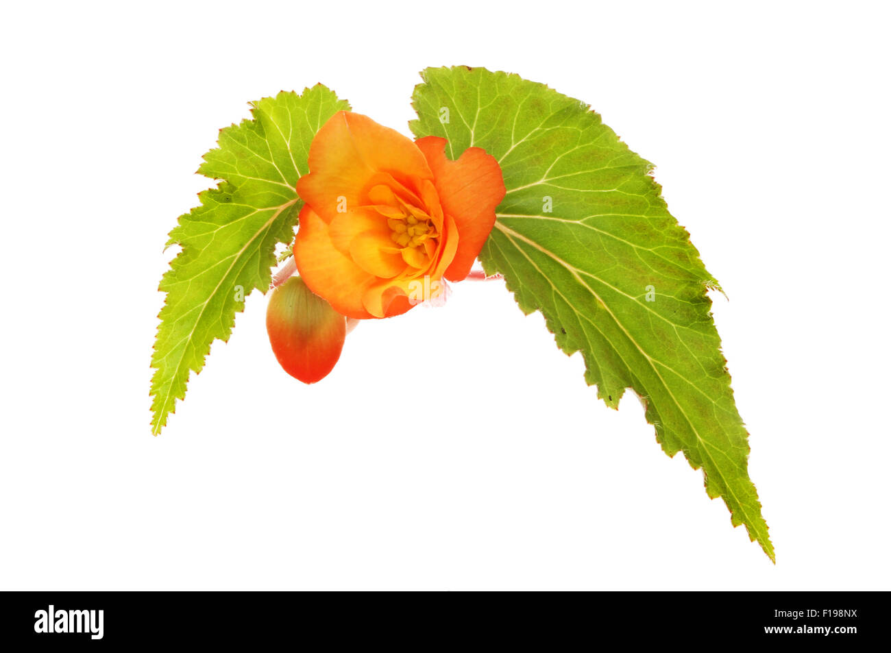 Orange-Begonie Blüte und Blätter isoliert gegen weiß Stockfoto