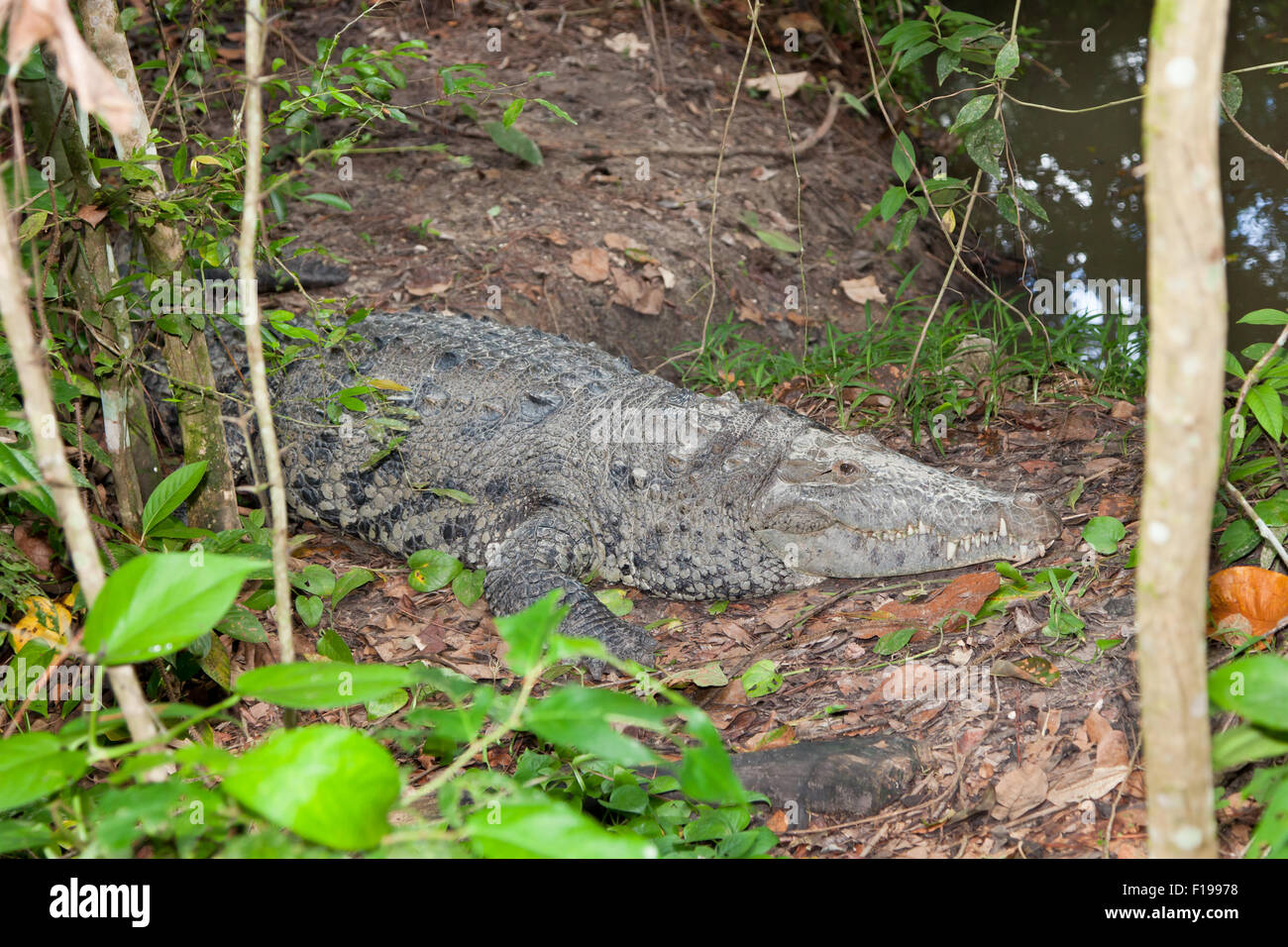 Ein großes Krokodil mit getrockneten Schlamm auf dem Kopf liegt am Ufer des Flusses im Belize Dschungel. Stockfoto