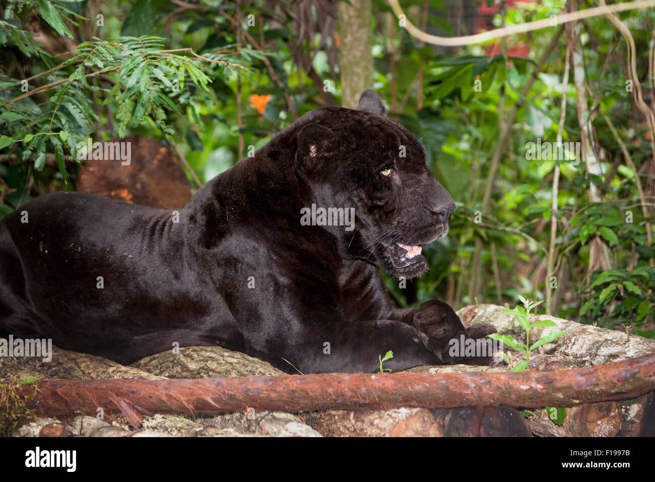 Eine große männliche Black Panther oder Jaguar ruht auf einer hölzernen Plattform im Dschungel in Belize. Stockfoto