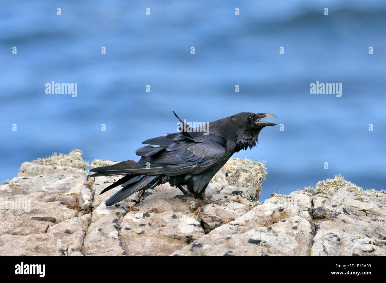 Kolkrabe (Corvus Corax), UK Stockfoto