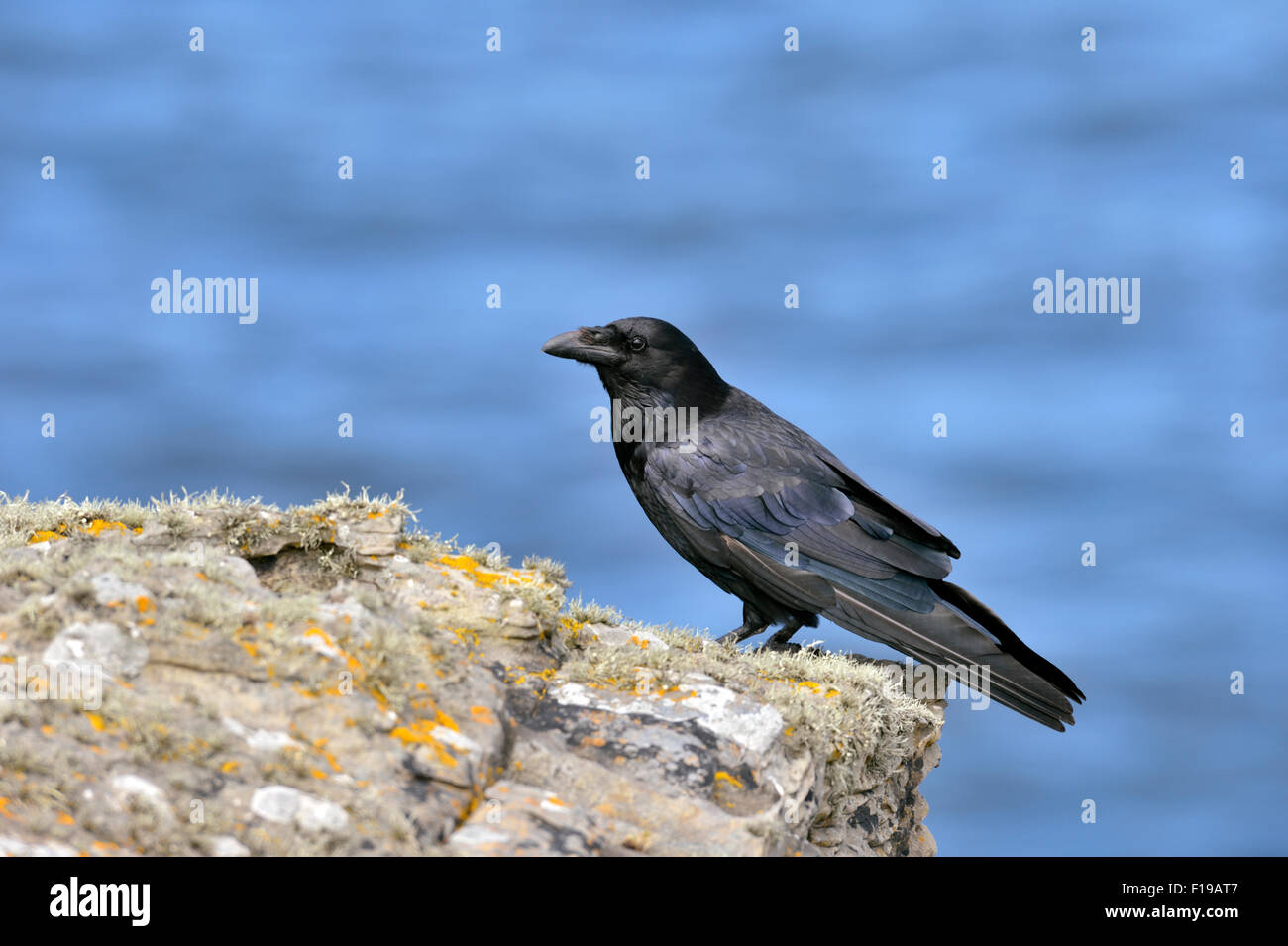 Kolkrabe (Corvus Corax), UK Stockfoto