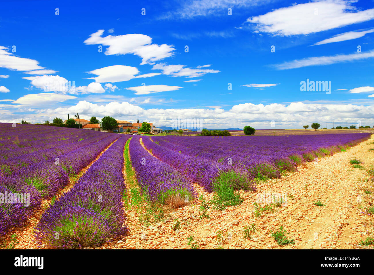 wunderschöne violette Reihen von blühenden Lavendel in der Provence, Frankreich Stockfoto