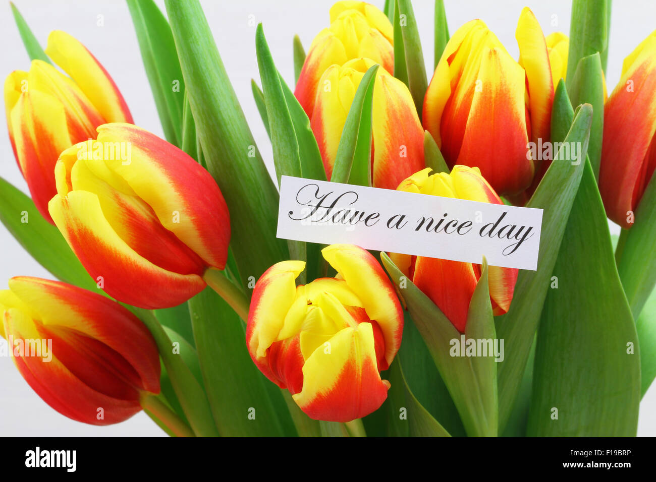Ein schöner Tag Karte mit bunten Tulpen Stockfoto