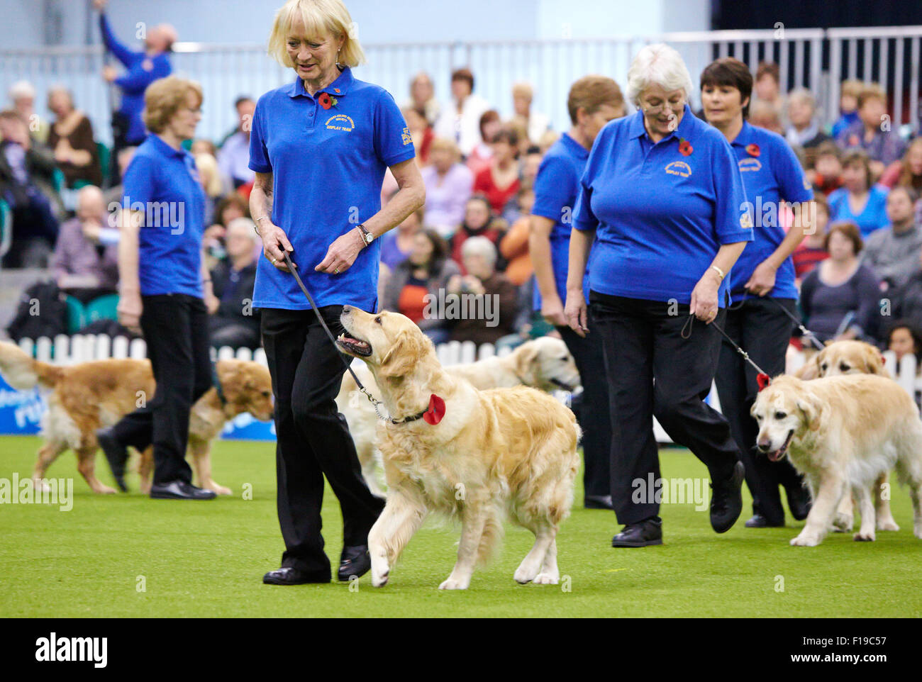 Der Golden Retriever Gesellschaft Display Team Süd bei entdecken Hunde-Event im Earls Court in London. Stockfoto