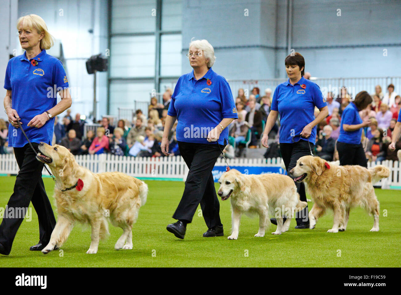 Der Golden Retriever Gesellschaft Display Team Süd bei entdecken Hunde-Event im Earls Court in London. Stockfoto