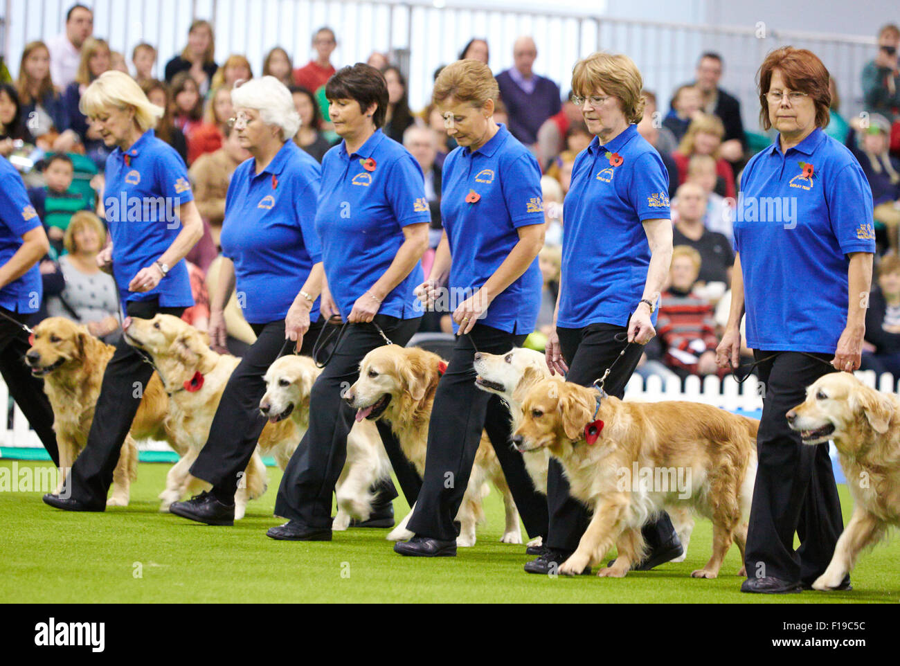 Der Golden Retriever Gesellschaft Display Team Süd bei entdecken Hunde-Event im Earls Court in London. Stockfoto