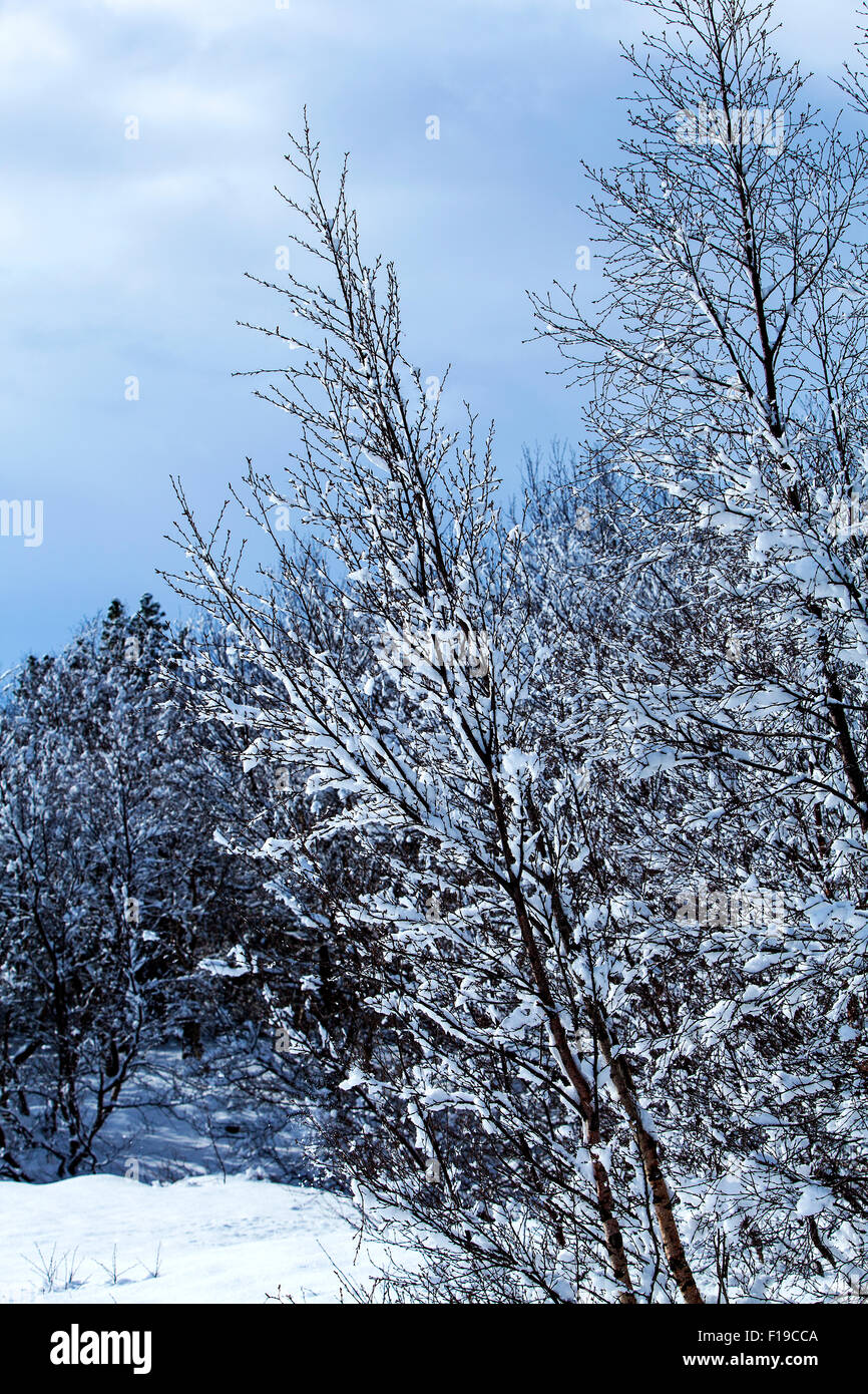 Schneebedeckte Bäume im Winter Stockfoto