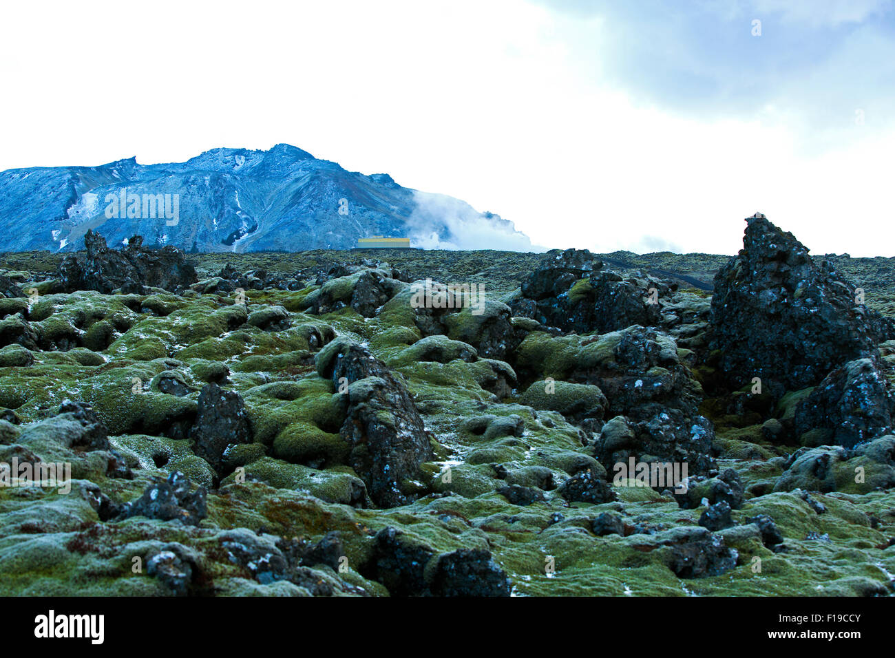Resistente grünes Moos auf Vulkangestein in Island Stockfoto