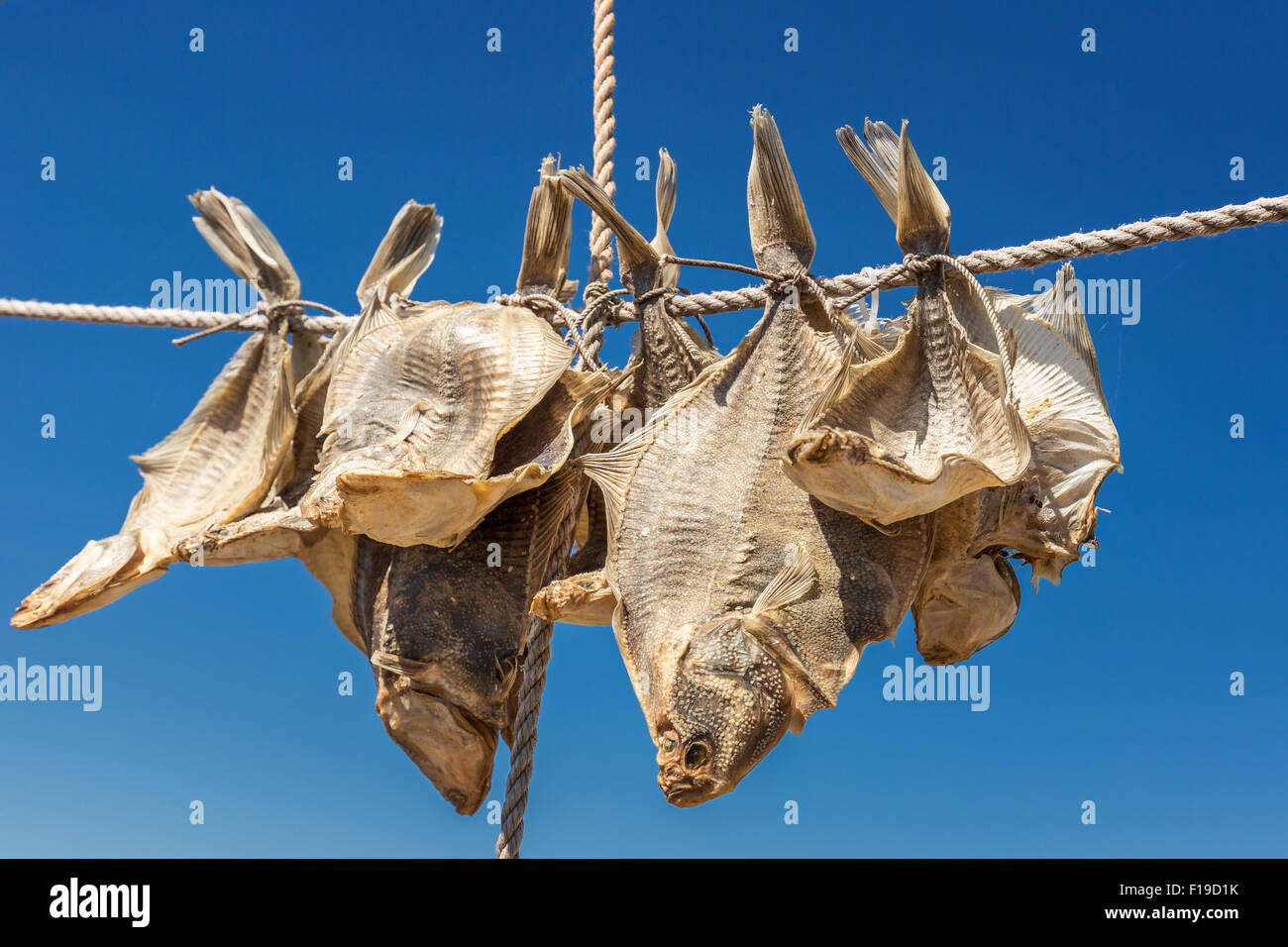 Getrockneter Fisch Scholle oder Stockfisch hängen an einer Leitung in der frischen Seeluft, Liseleje, Dänemark Stockfoto