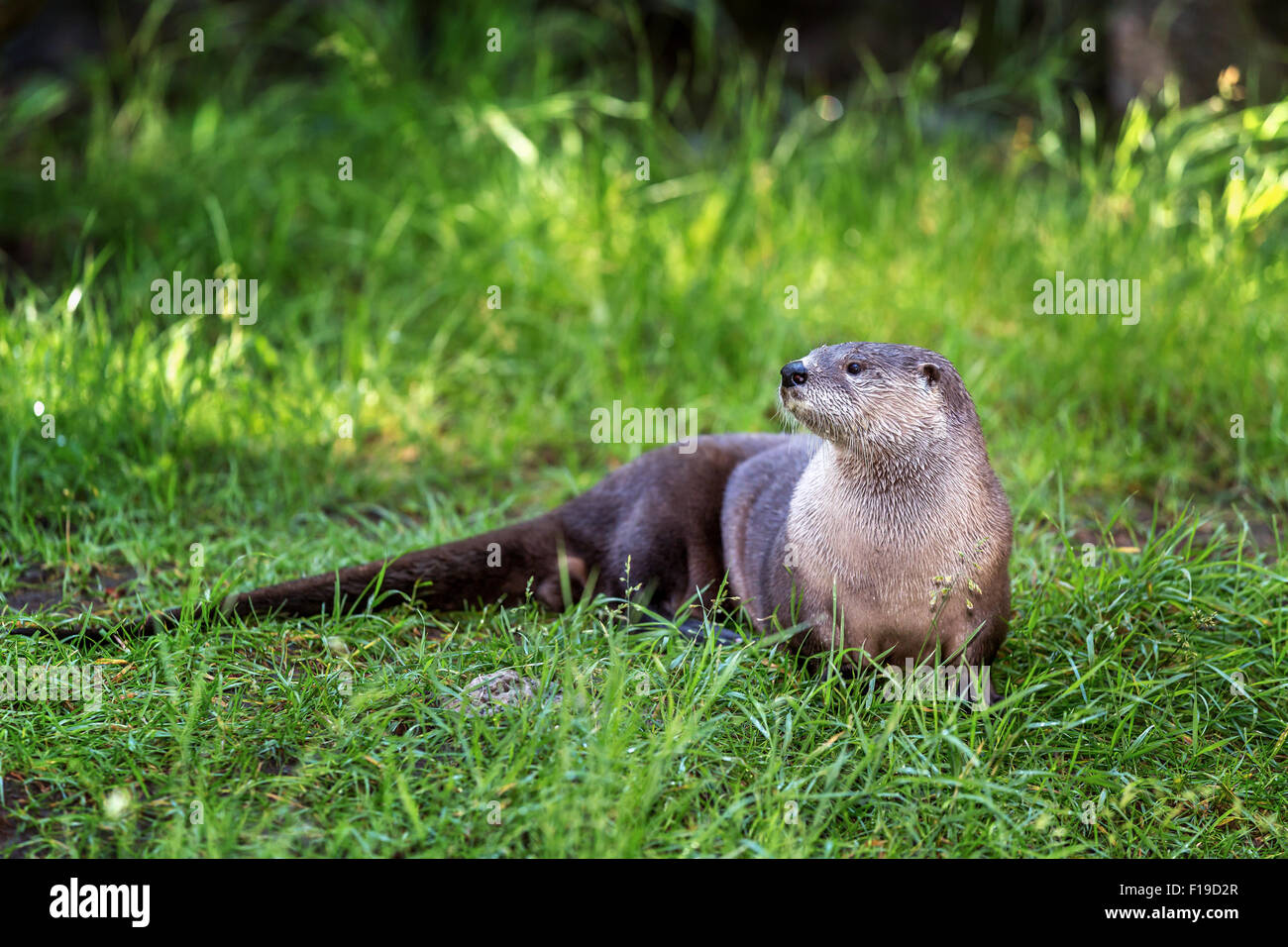 Die nordamerikanischen Fluss Fischotter (Lontra canadensis), Oregon, USA Stockfoto