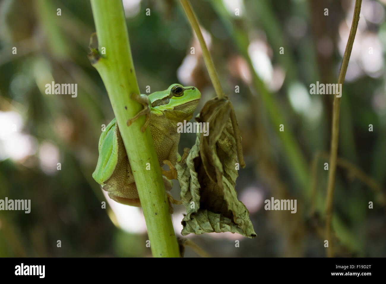 Foto von der Laubfrosch in der Natur Stockfoto