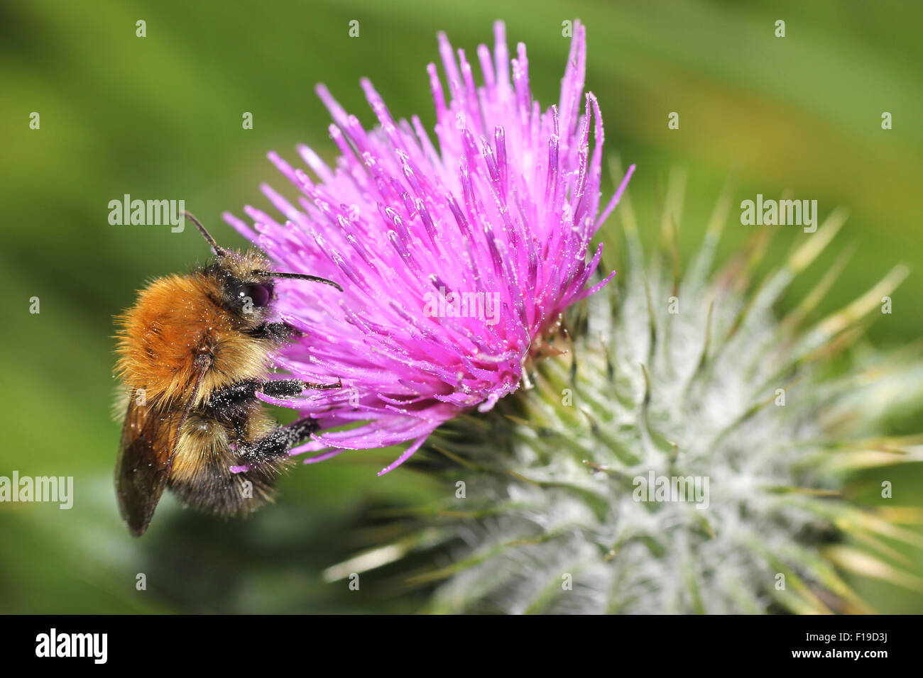 Makroaufnahme einer eine Honigbiene auf einer lila schottische Distel Stockfoto