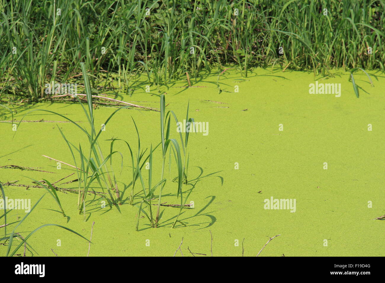 Vegetation im Teich, den Tag im Sommer, vor den italienischen Alpen. Stockfoto