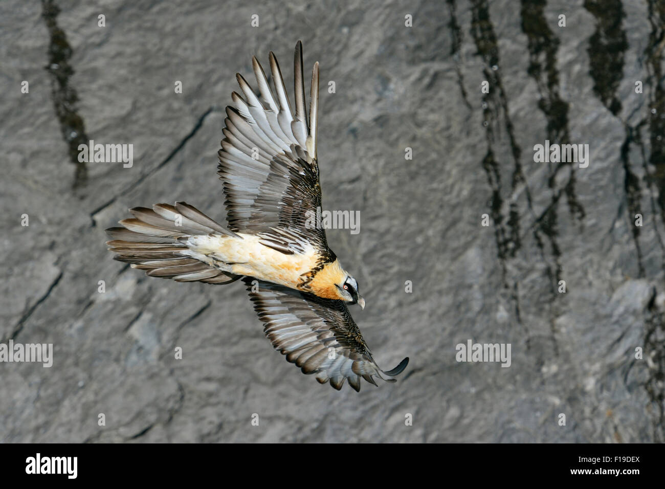 Sollten Barbatus / Bartgeier / Laemmergeier / Bartgeier fliegt vor einer steilen Klippe / Neigung. Stockfoto