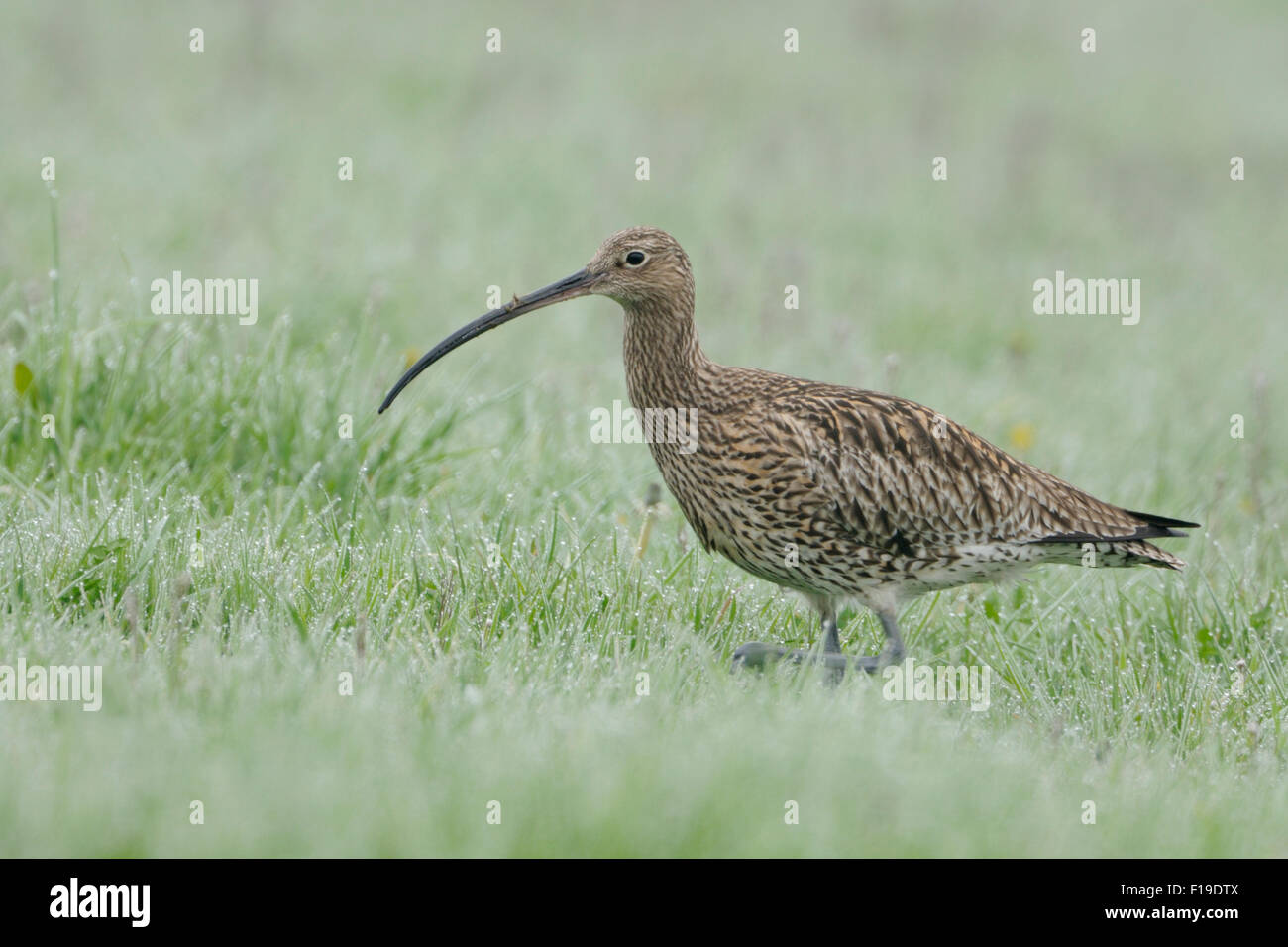Seltene eurasischen Brachvogel / Grosser Brachvogel (Numenius Arquata) zu Fuß durch Tau nass Rasen auf der Suche nach Nahrung. Stockfoto
