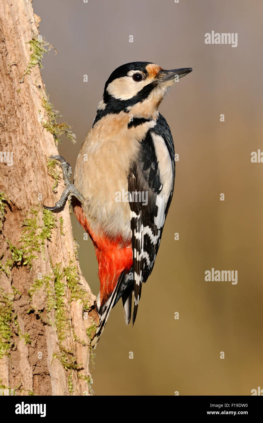 Dendrocopos Dur / Great Spotted Woodpecker / Buntspecht schaut über seine Schulter. Stockfoto