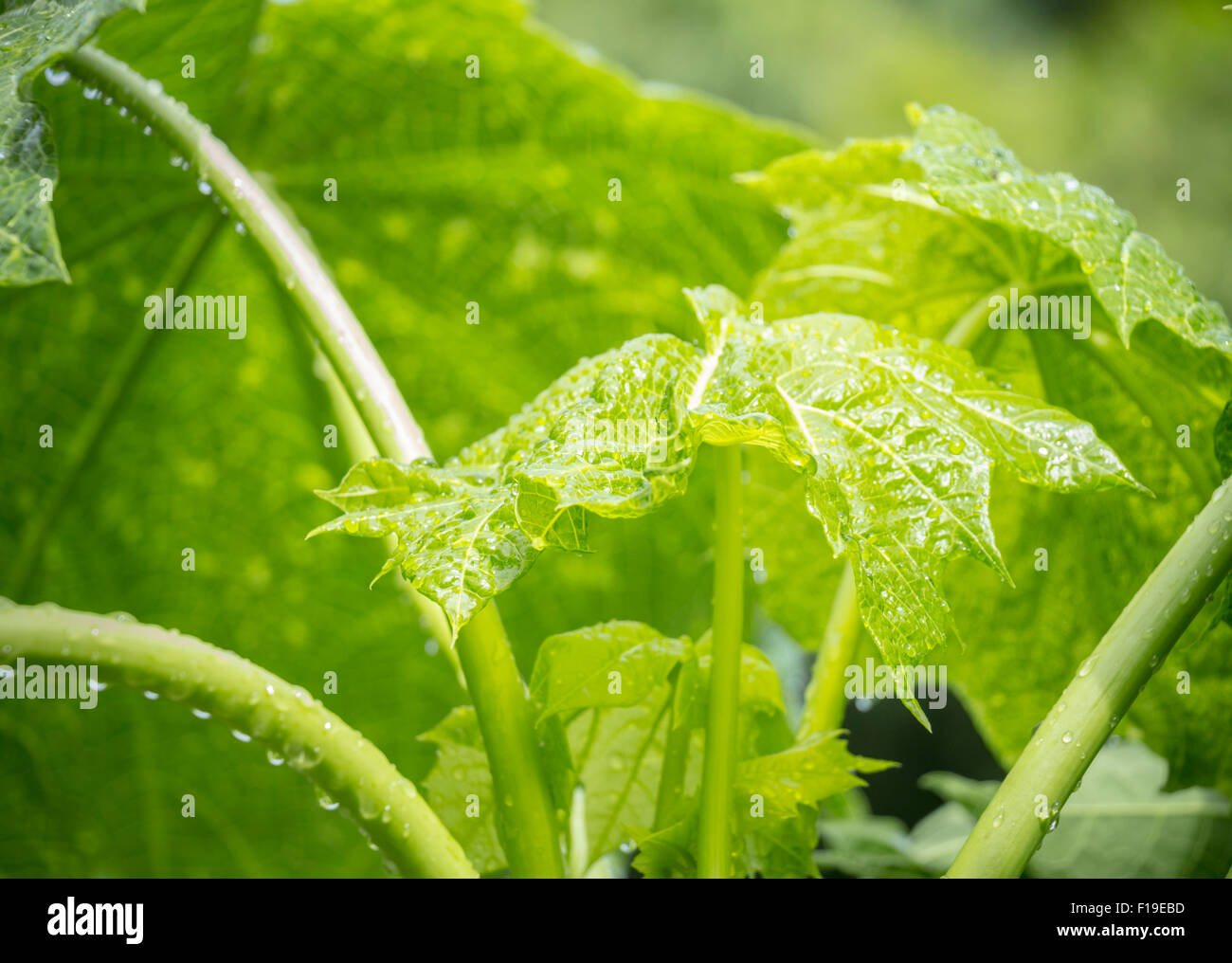 Papaya-Baum Closeup wallpaper Stockfoto