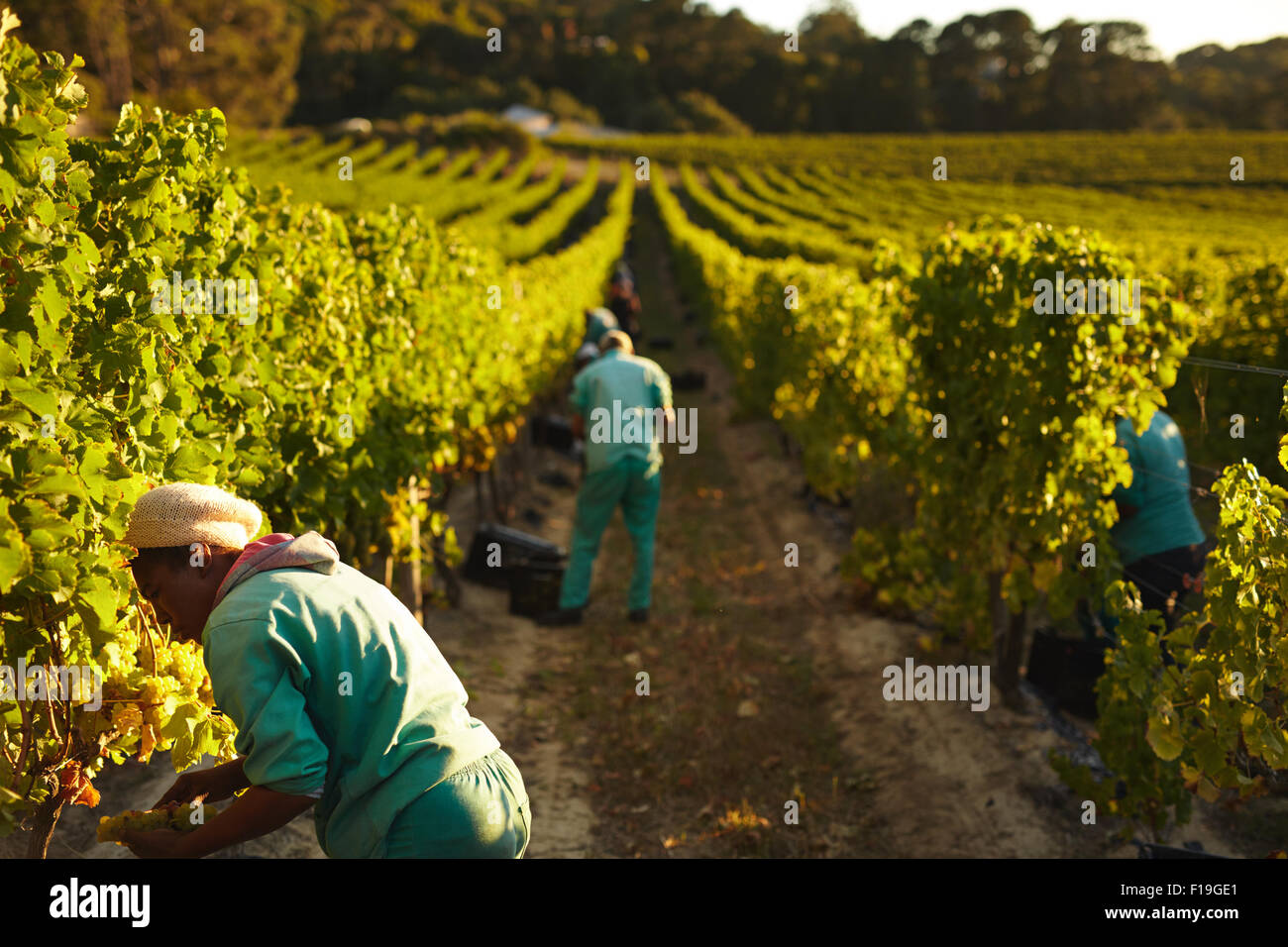 Die Weinleser im Bereich der Weinreben. Landarbeiter, die Ernte der Trauben im Weinberg für den Weinbau. Stockfoto